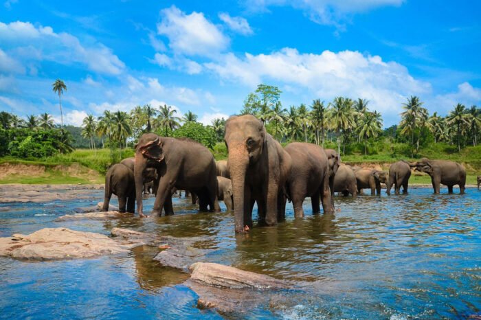 5 Days Tour In Sri Lanka